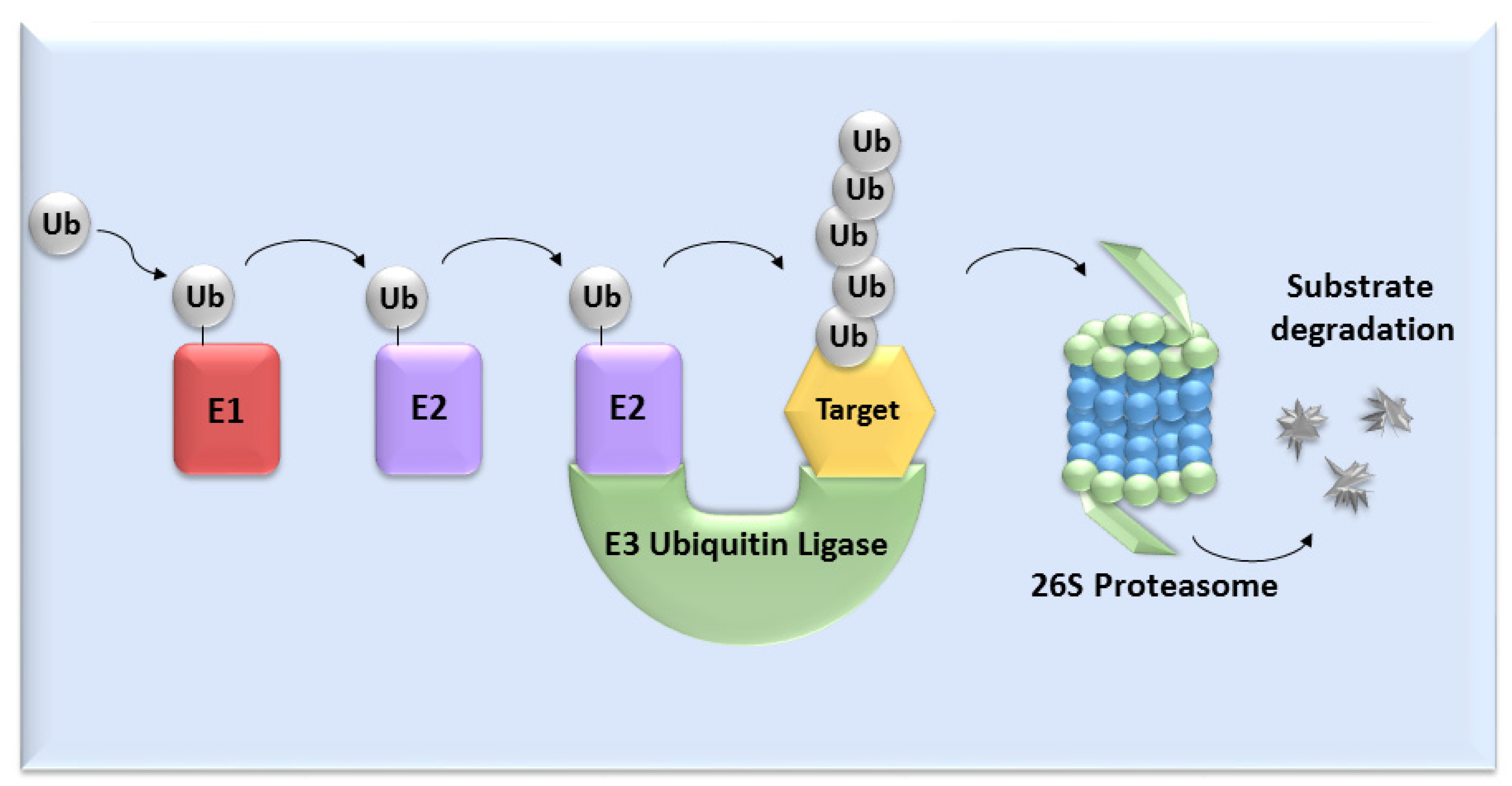 Cells 11 00234 g001