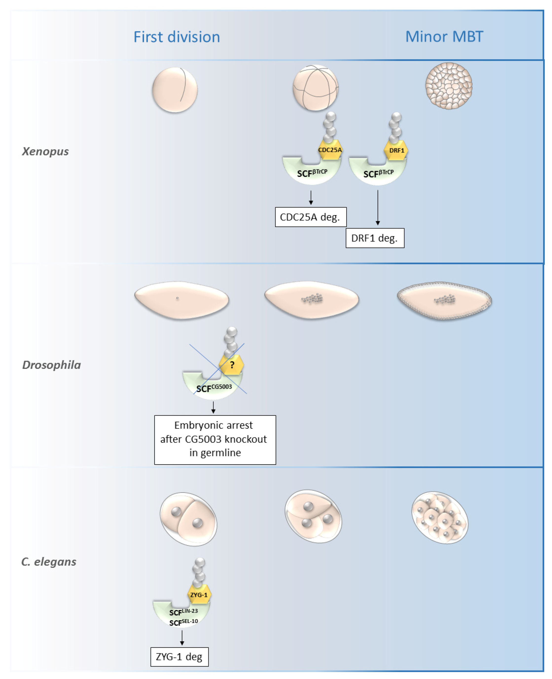 Cells 11 00234 g004