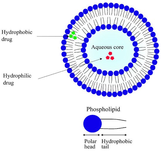 Pharmaceutics 14 00224 g009 550