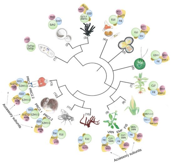 Epigenomes 06 00003 g001 550