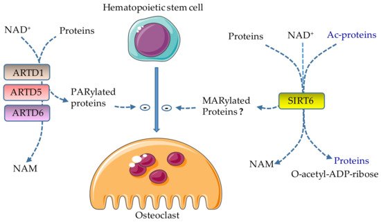 Cells 08 01201 g002 550