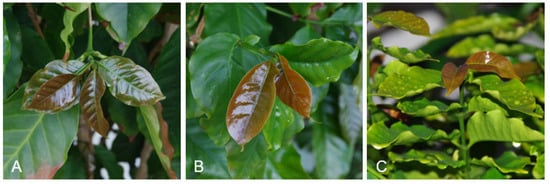 Caffeine and Epigallocatechin Gallate in Coffee Leaf Tea | Encyclopedia ...