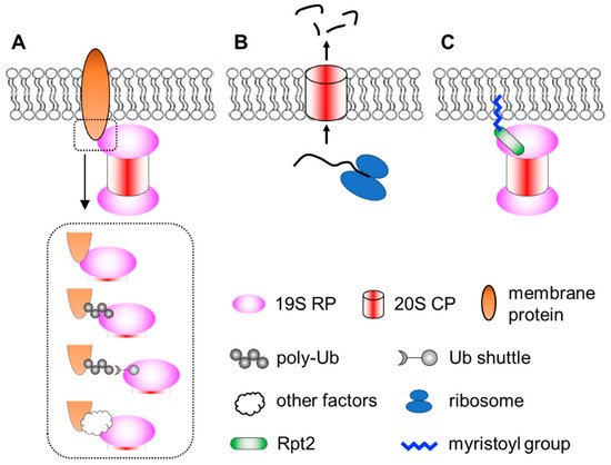 Biomolecules 12 00229 g001 550