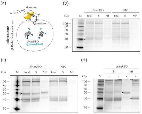 Cell-Free Protein Synthesis Of Unspecific Peroxygenases | Encyclopedia MDPI