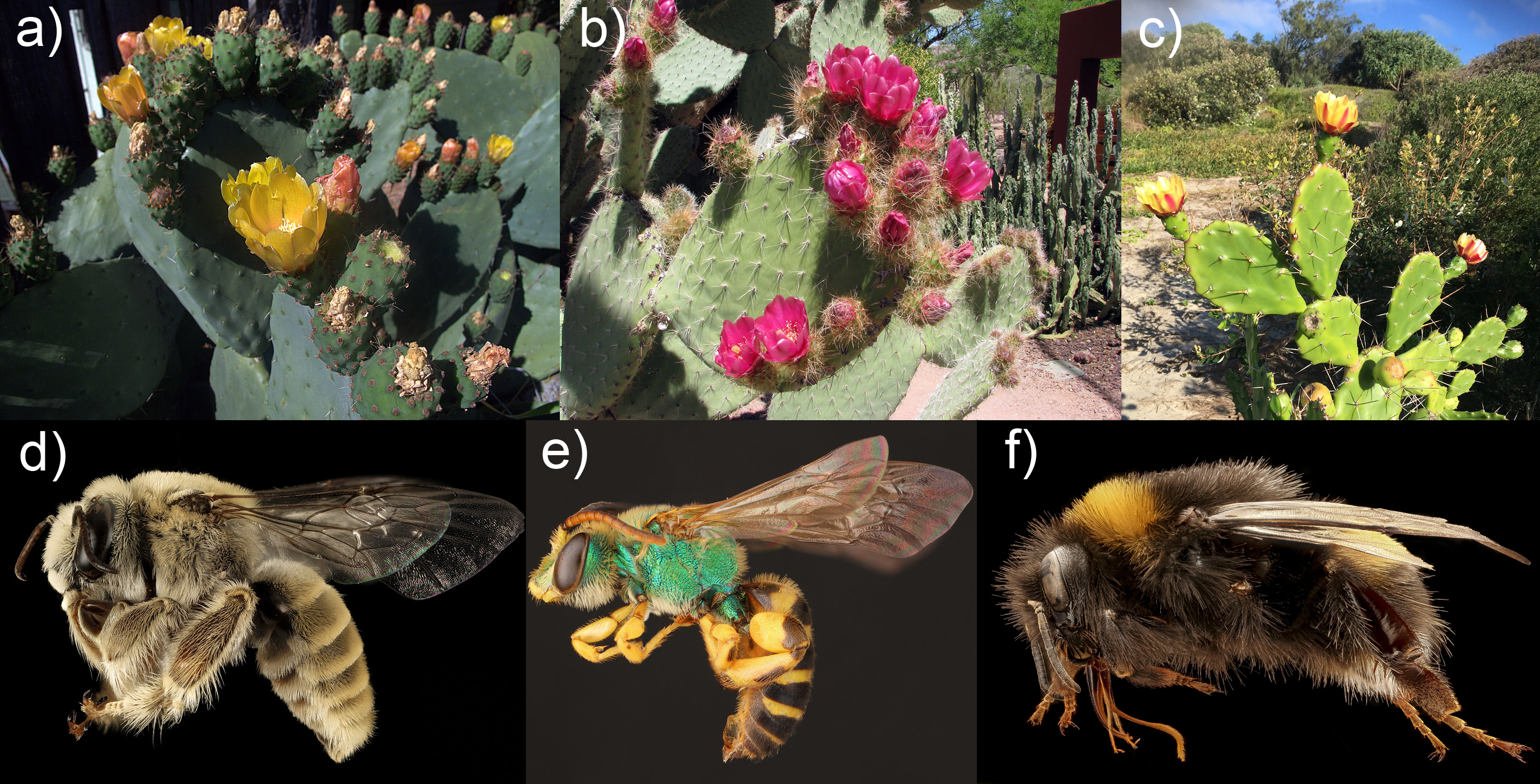 Figure 2. Examples of species that constituted part of the core in both global and Mexico networks. Upper figures show the flowering Opuntia species (a) O. ficus-indica, (b) O. pilifera, and (c) O. monacantha and lower figures show core bees (d) Diadasia rinconis, (e) Agapostemon texanus, and (f) Bombus terrestris. Note that the photos are not scaled.