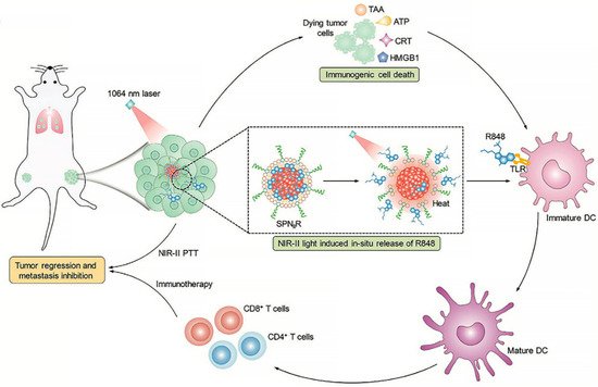 Stimuli-Responsive Drug Delivery Systems for Lung Cancer | Encyclopedia ...