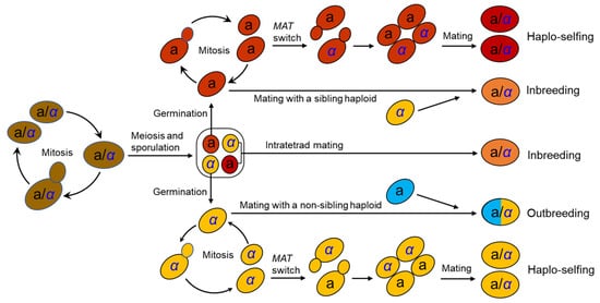 Genes 13 00230 g001 550