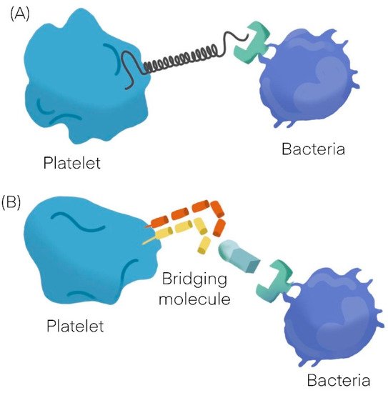 Cells 11 00424 g001 550