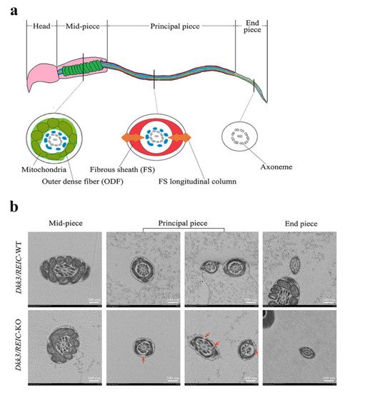 Genes 13 00285 g004 550