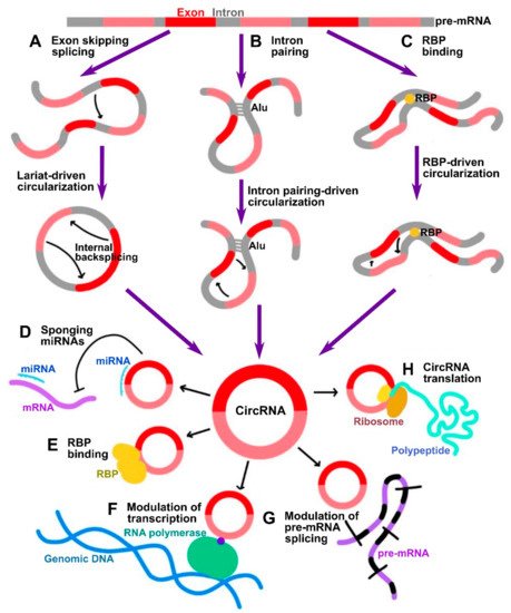 Circular RNAs Modulate Cancer Hallmark and Molecular Pathways ...