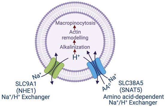 Biomolecules 12 00235 g001 550