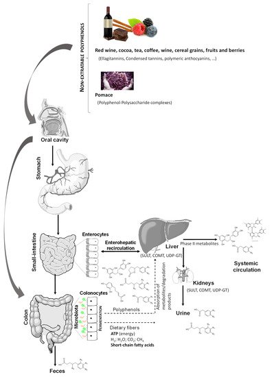 Metabolites 12 00184 g003 550