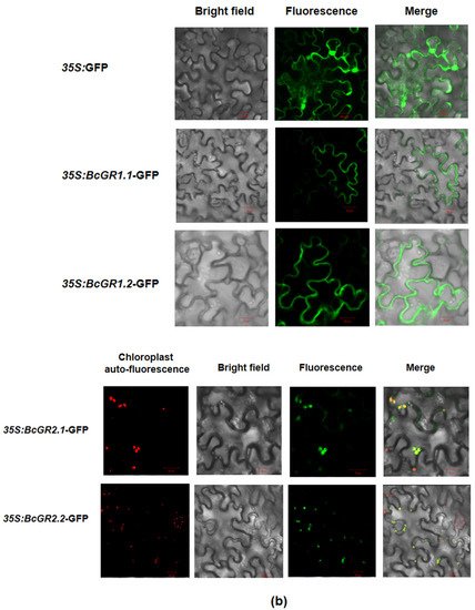 Antioxidants 11 00389 g002b 550