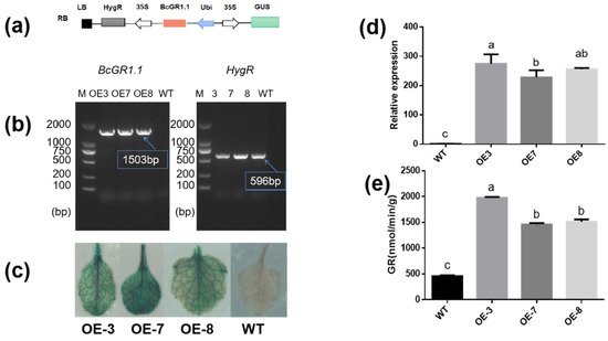 Antioxidants 11 00389 g004 550