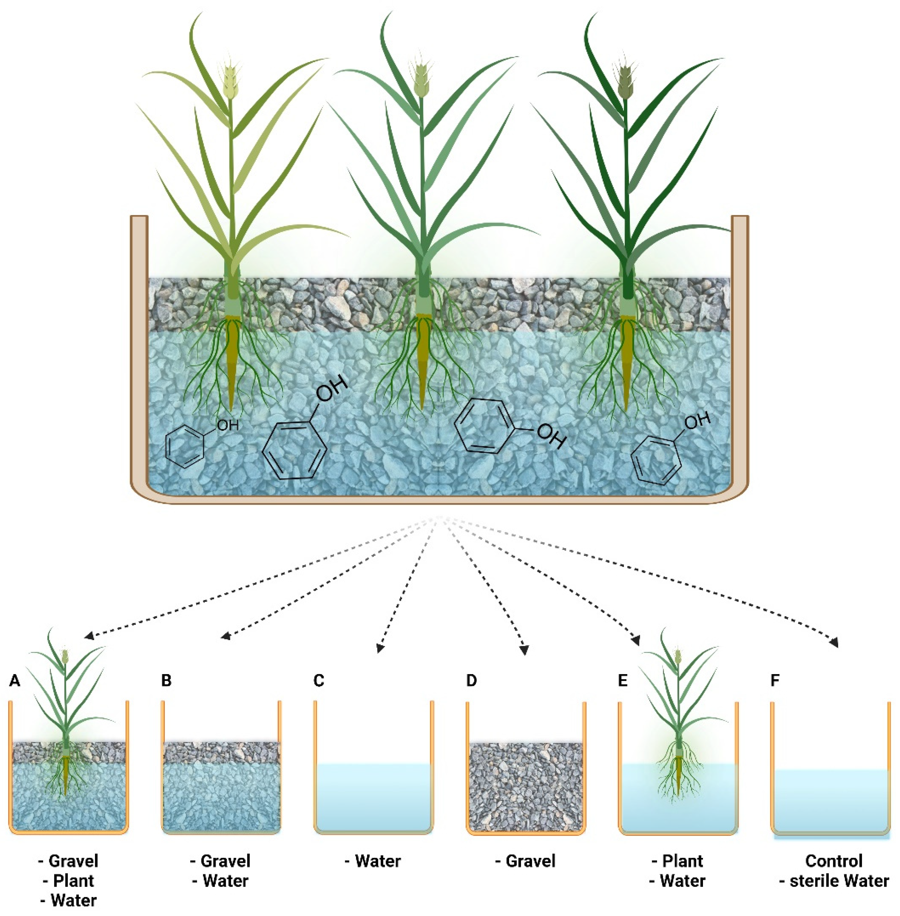 Wetlands For Tropical Applications Wastewater Treatment by Constructed Wetlands 
