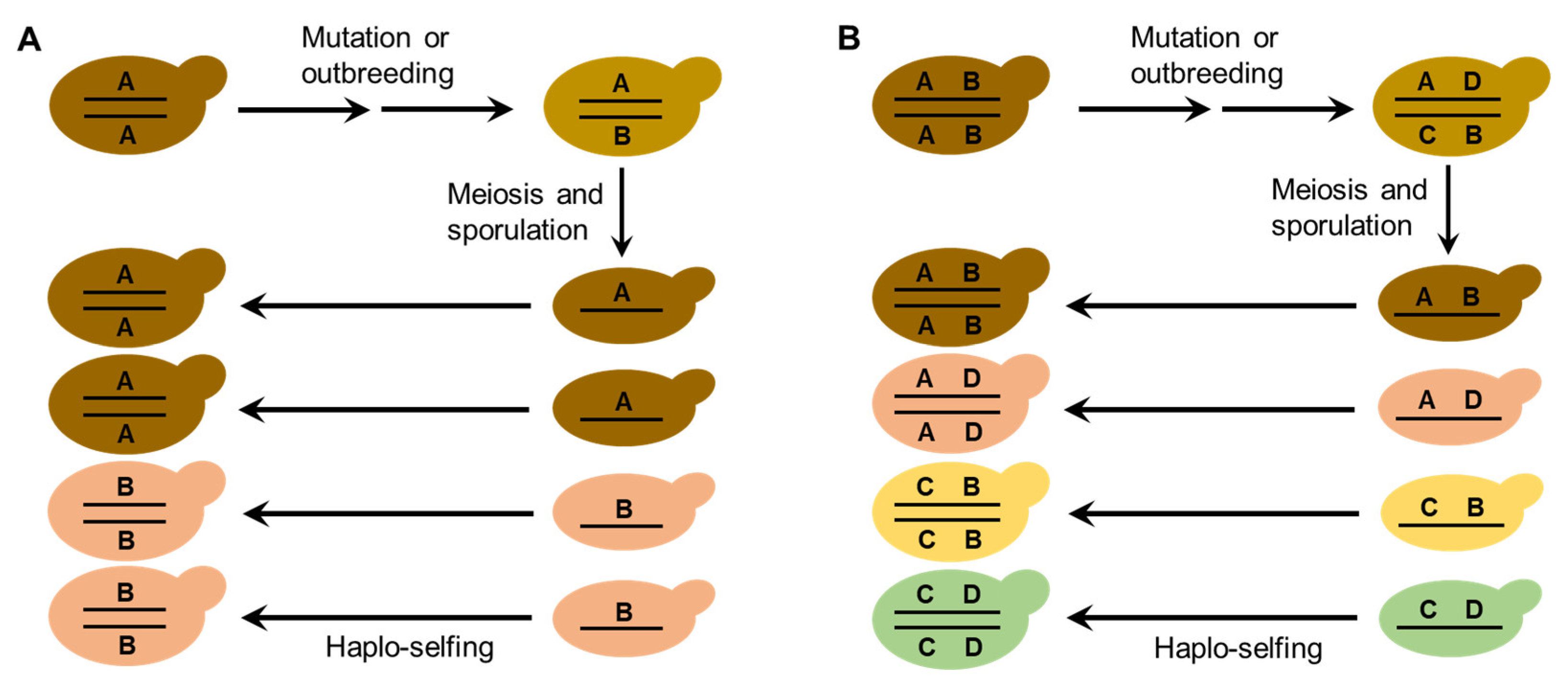 Genes 13 00230 g006