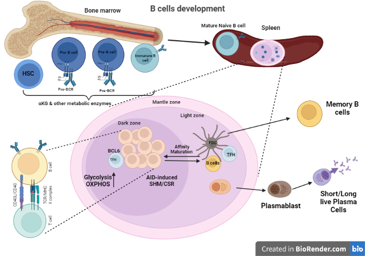 Altered Germinal Center Metabolism In B Cells In Autoimmunity Encyclopedia Mdpi