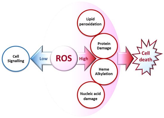 Antioxidants 10 01872 g002 550