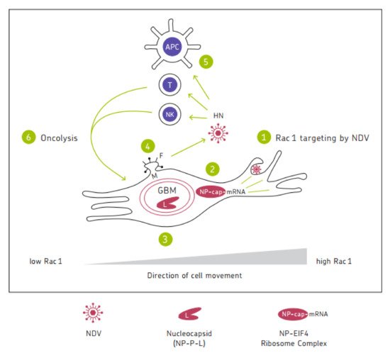 Biomedicines 10 00562 g001 550