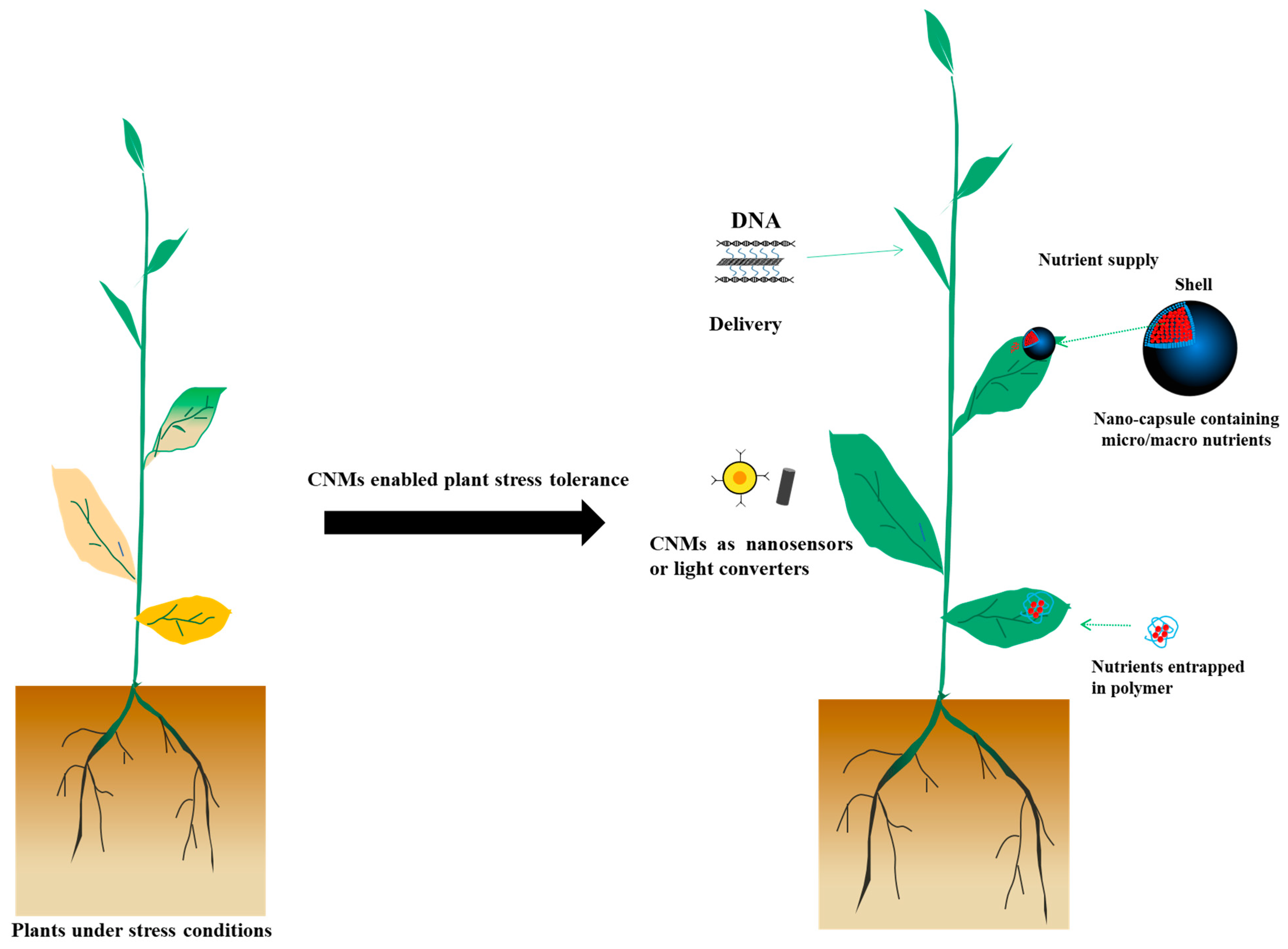 /media/item_content/202203/622aa31712a24plants-11-00511-g001.png