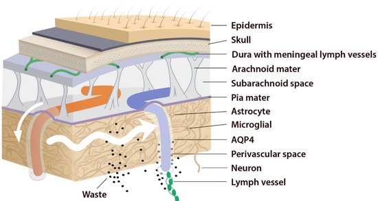 Ijms 23 02975 g002 550