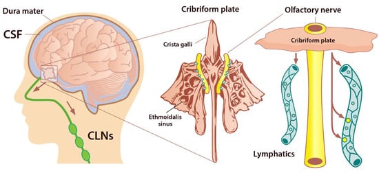 Ijms 23 02975 g004 550