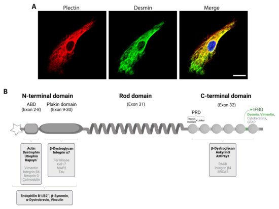 Cells 10 02480 g001 550
