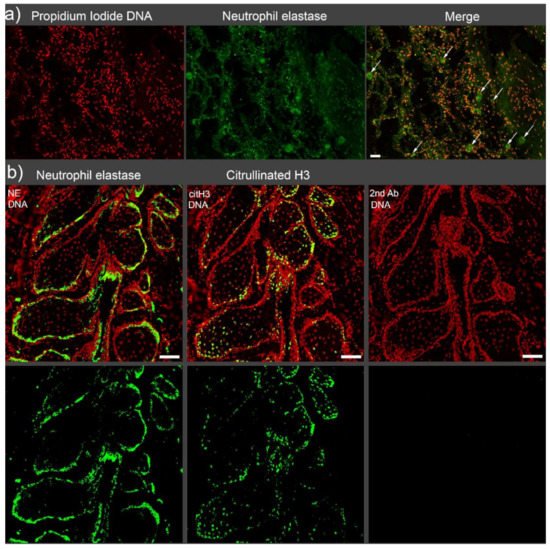 Cells 10 02208 g001 550