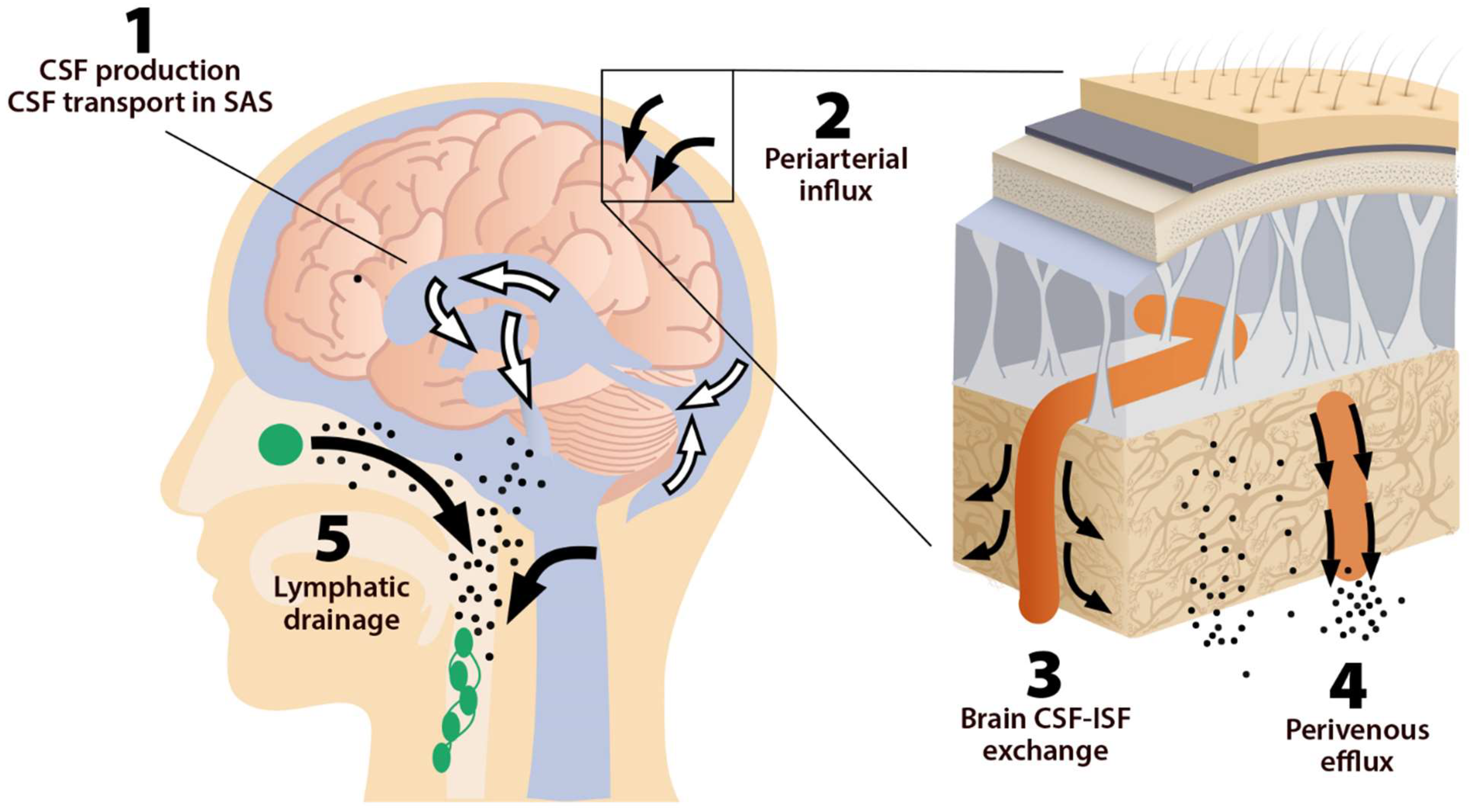 Fluid transport in the brain