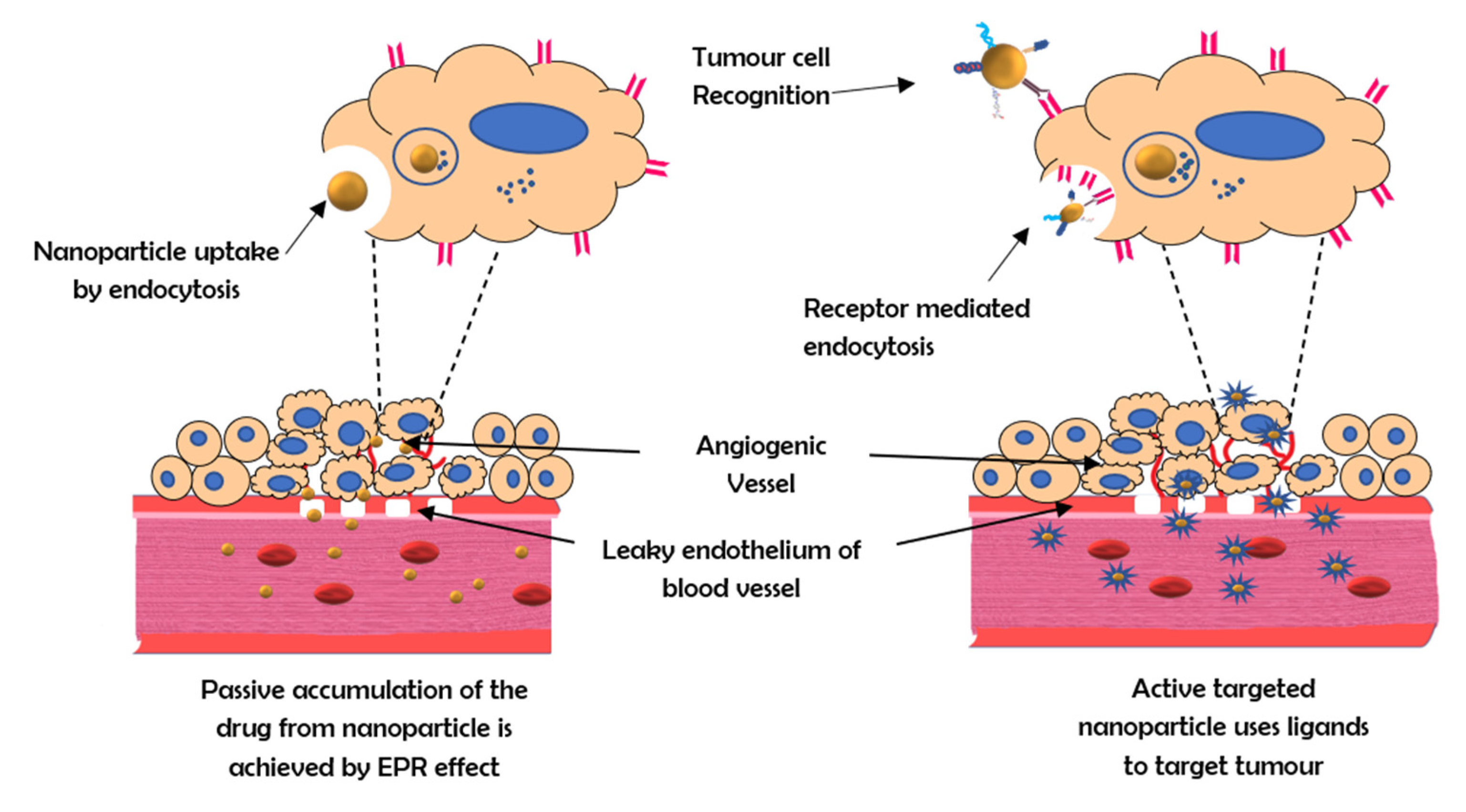 Vaccines 10 00499 g001