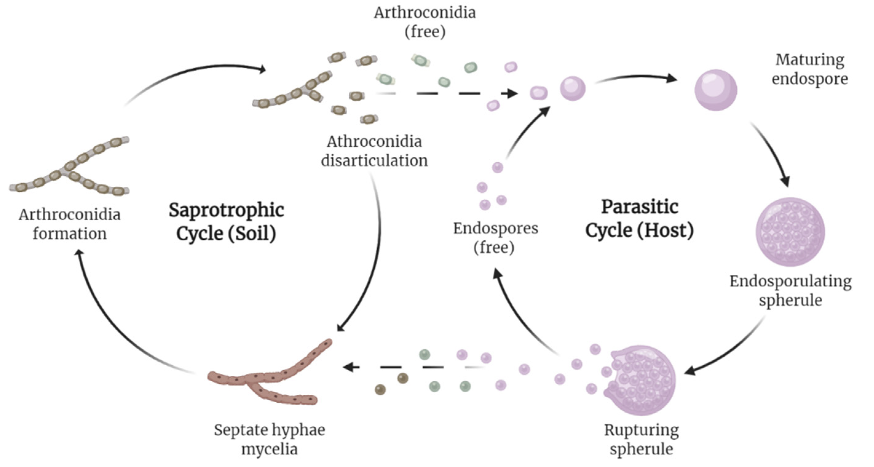 arthroconidia