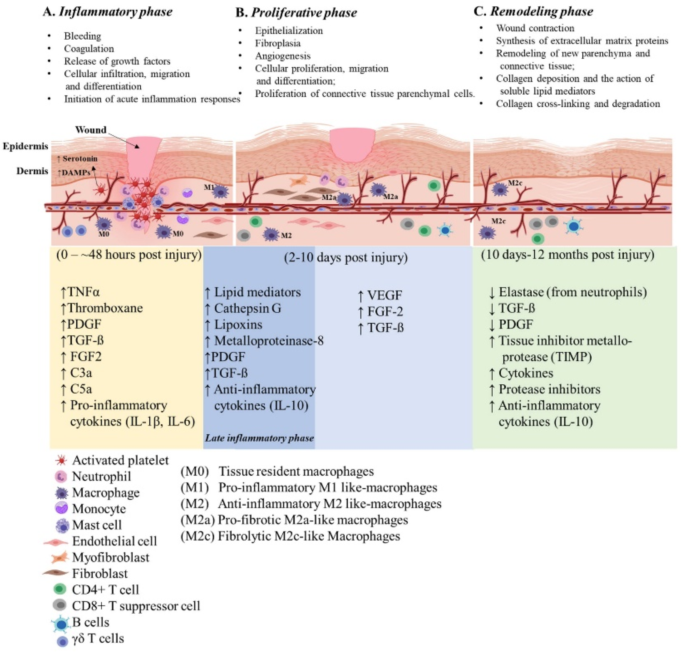 Immune Engineering Approaches To Improve Wound Healing Encyclopedia MDPI