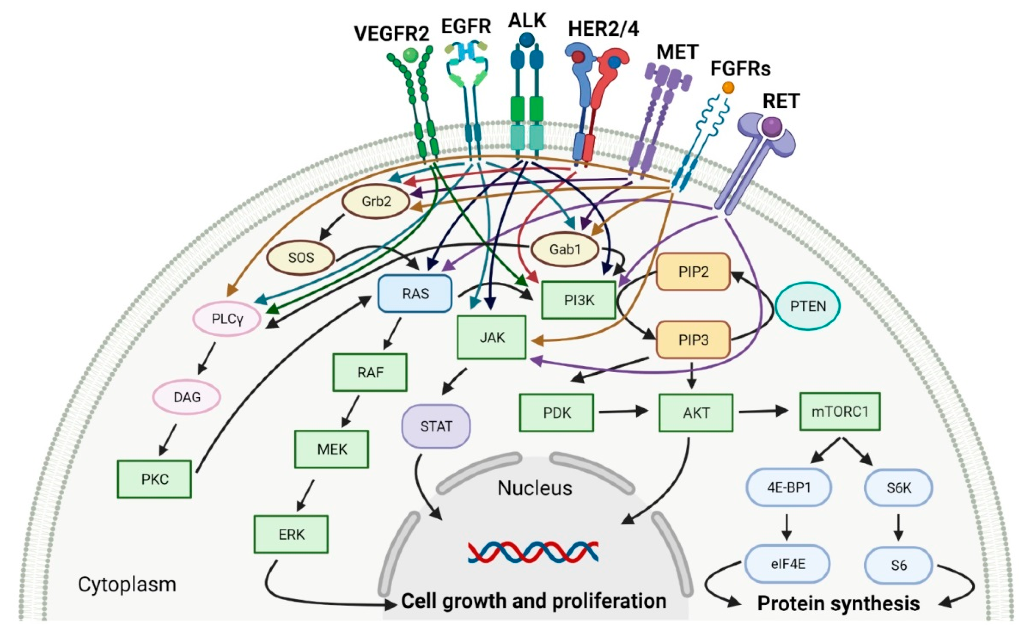 Various Protein Kinase Inhibitors As Anticancer Agents Encyclopedia MDPI