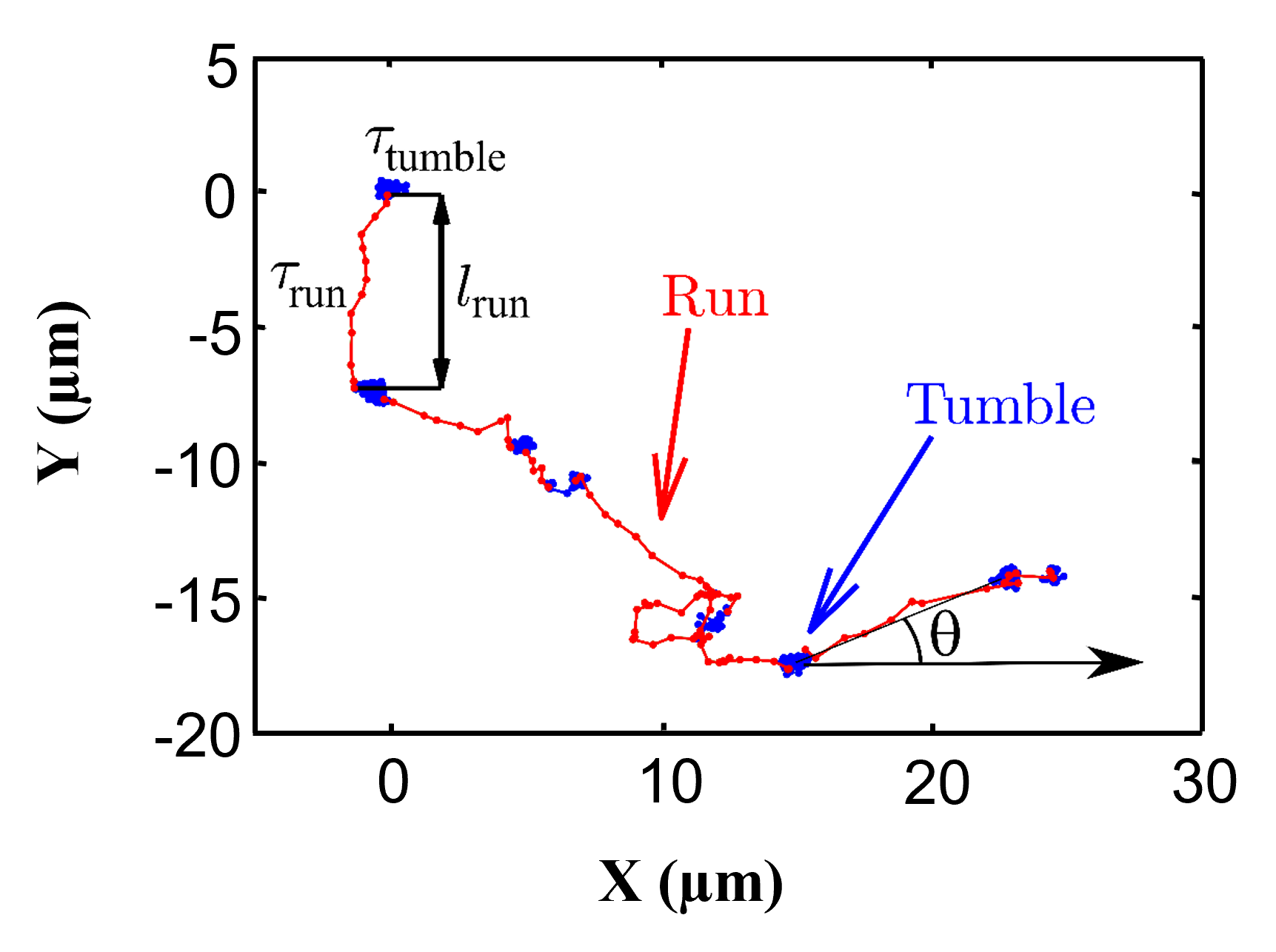 Figure 10. Illustration of run-and-tumble motion of a Synechocystis cell extracted from the experi- mental trajectory of a single cell. During run the cell moves quickly from one point to another, while during tumble it remains constrained in a given area and tends to change directions. Synechocystis