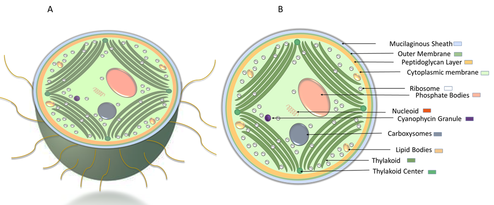 Figure 7. Schematic representation of Synechocystis cell morphology. (A) cross-sectional view of Synechocystis cell with pili. (B) ultrastructure of Synechocystis cell.
