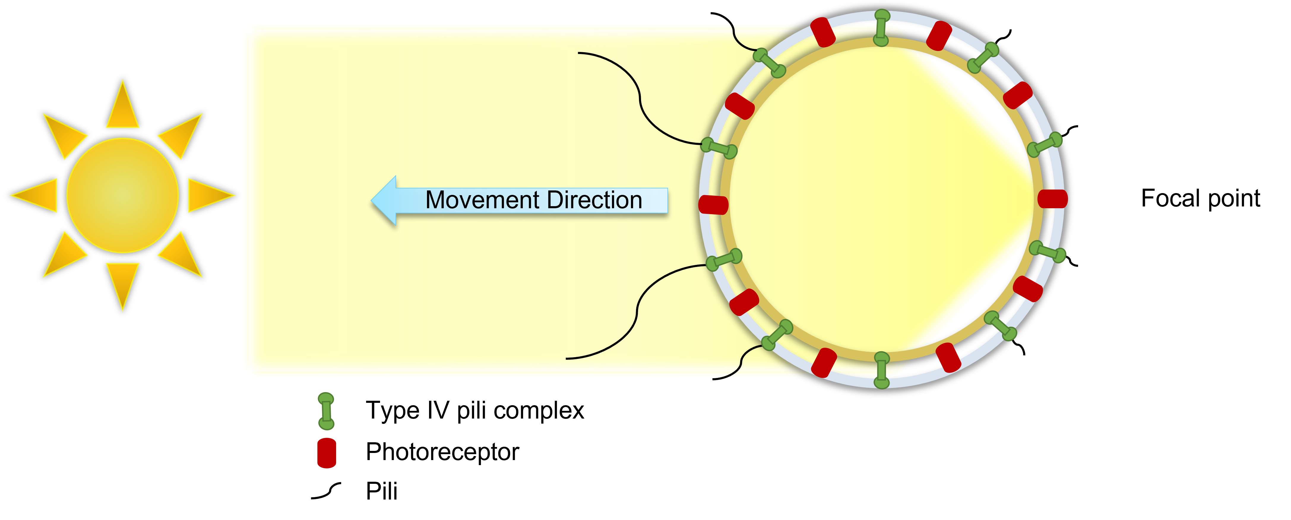 Figure 9. The cyanobacterium Synechocystis sp. cell acts as a lens and focuses the light at the opposite side of a light source (focal point). The photoreceptor proteins deactivate the type IV pili complexes near the focal point and activate the ones at the opposite side of the focal point, which leads the cell towards the light source in positive phototaxis. Modified/Adapted with permission from [143,157,160]. Copyright 2022 Elsevier.