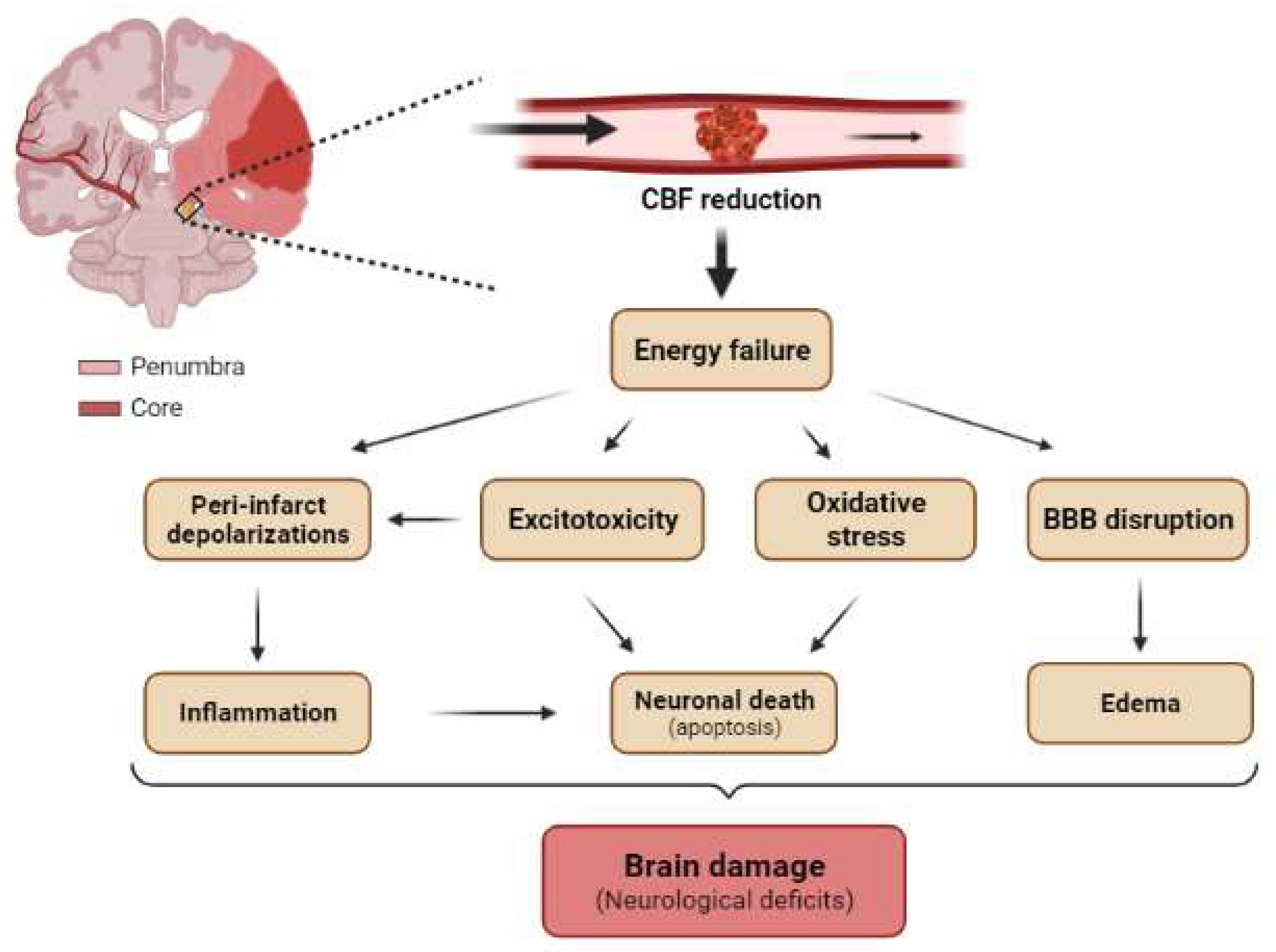 Mtor After Cerebral Ischemia Encyclopedia Mdpi 9735