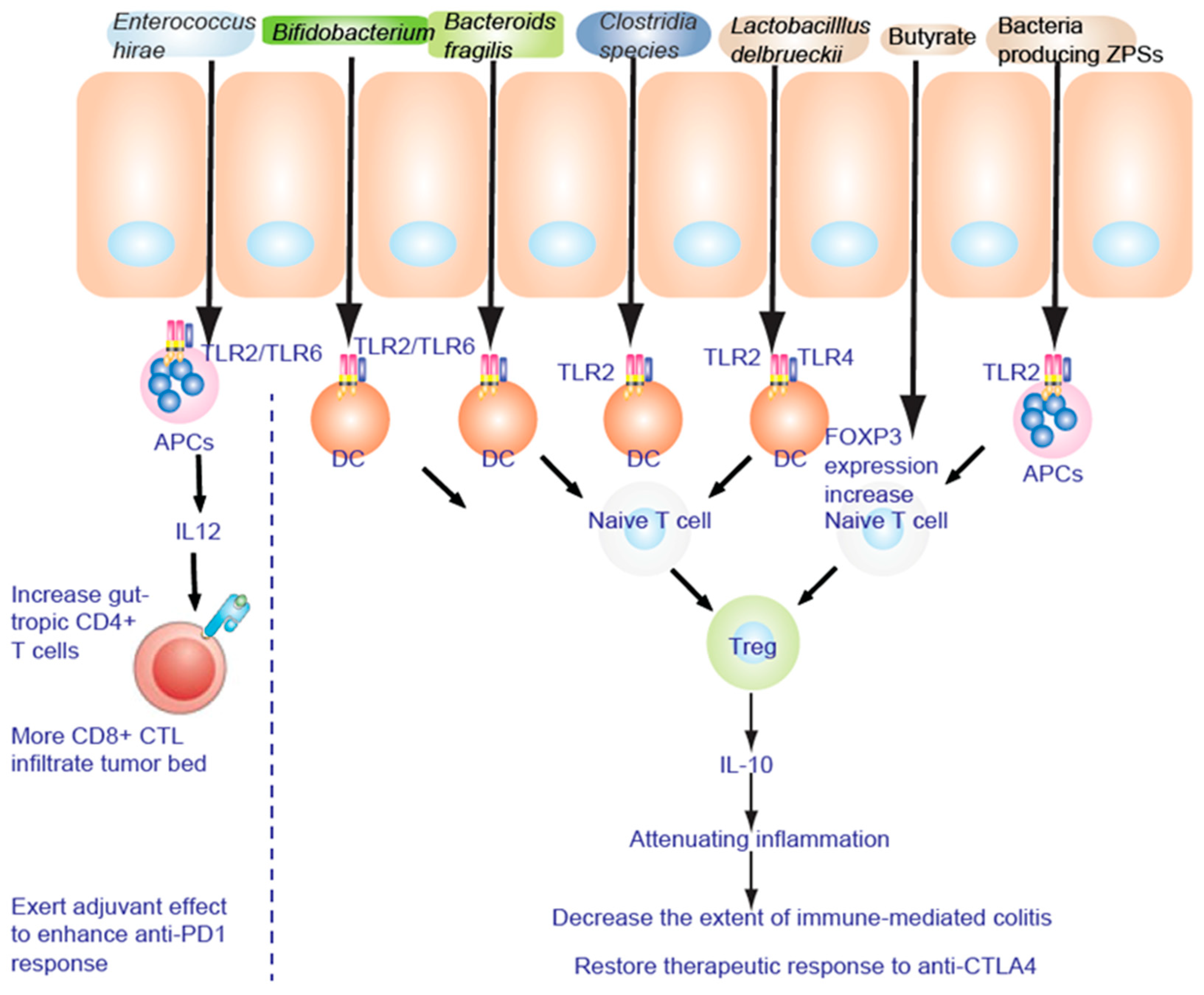 Gut-Microbiota-Mediated Immune Regulatory Mechanisms By Immunotherapy ...