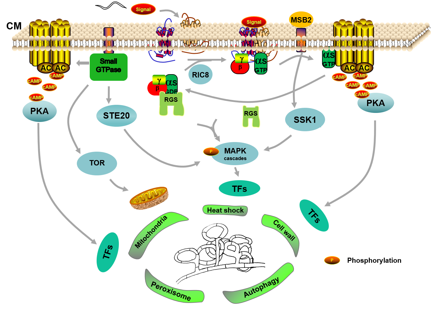Figure 1. A proposed model for trap formation in NT fungi using A. oligospora as an example. CM, cell membrane; α, β, and γ, G-protein subunits; AC, adenylate cyclase; cAMP, cyclic adenosine monophosphate; PKA, protein kinase A; RGSs, regulators of G-protein signaling; RIC8, resistance to inhibitors of cholinesterase; MAPK, mitogen-activated protein kinase; STE20, serine/threonine protein kinase; TOR, mammalian target of rapamycin; MSB2, mucin family signaling protein; SSK1, response regulator; TFs, transcription factors; P, phosphorylation.