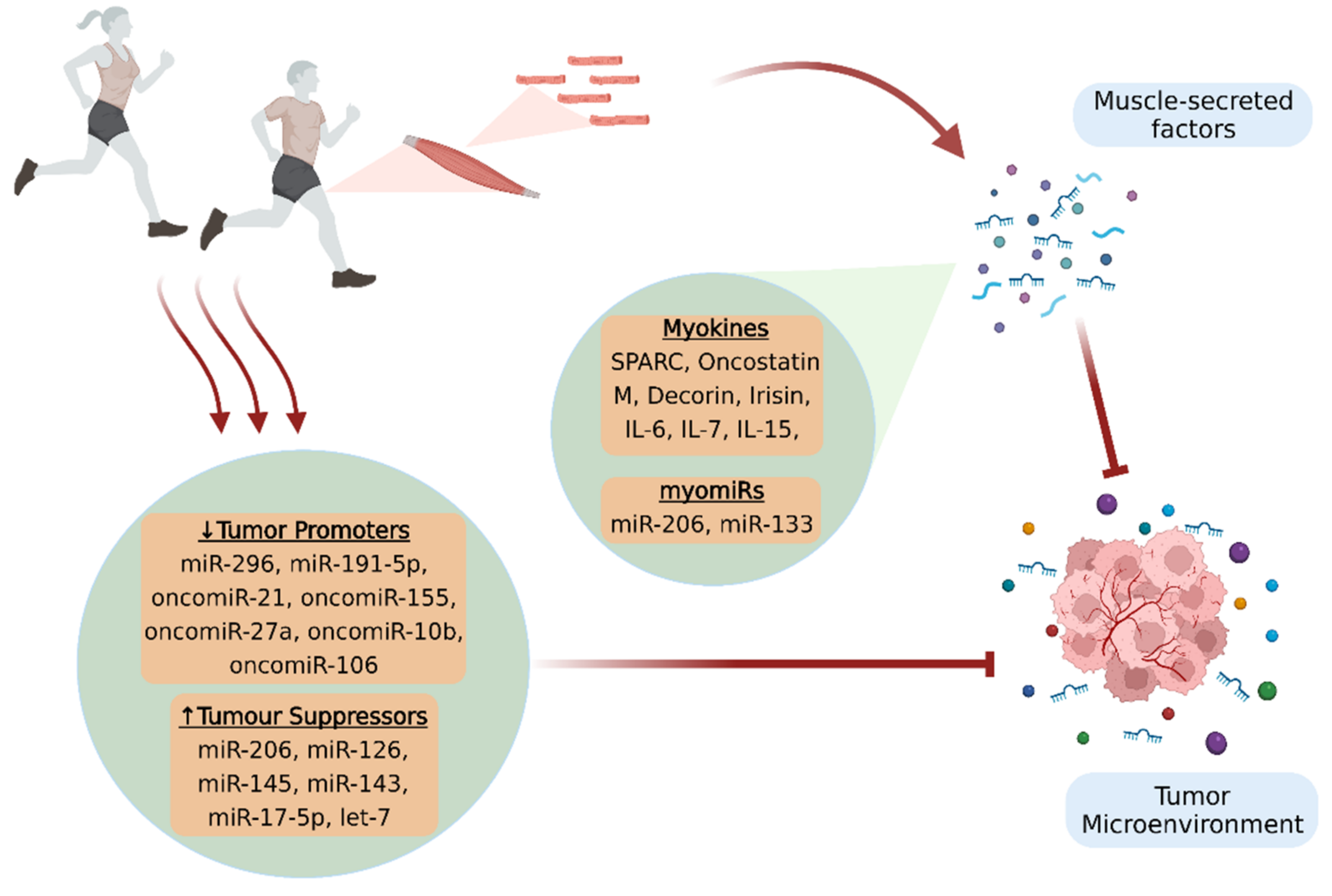 physical-exercise-restrains-cancer-progression-through-muscle-derived