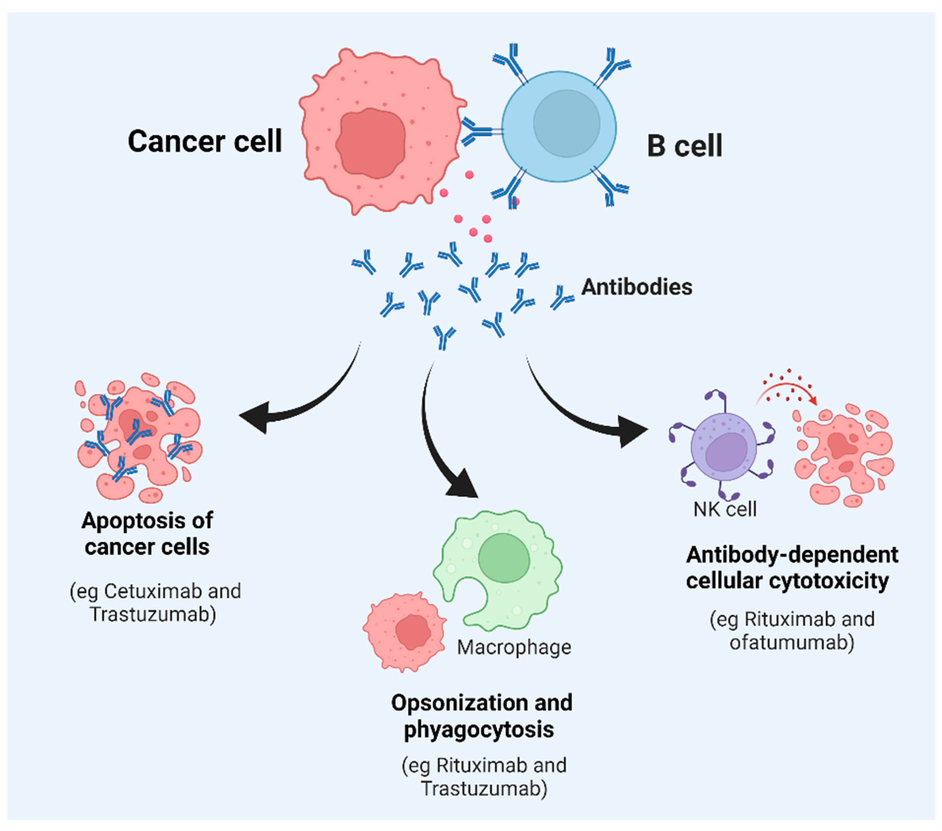 B-Cell-Based Immunotherapy | Encyclopedia MDPI