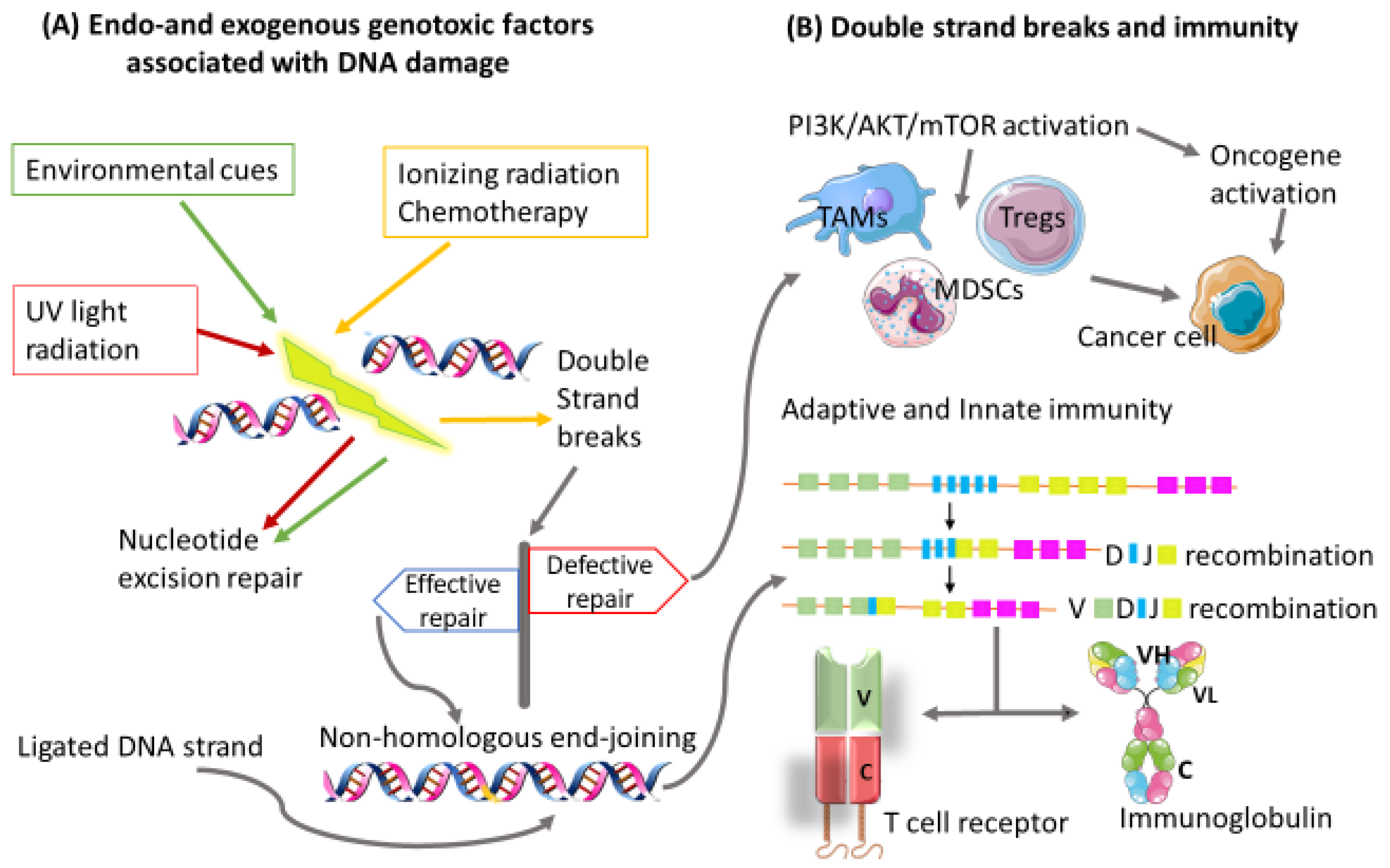 /media/item_content/202206/62b2723502b81biomedicines-10-00682-g001.png