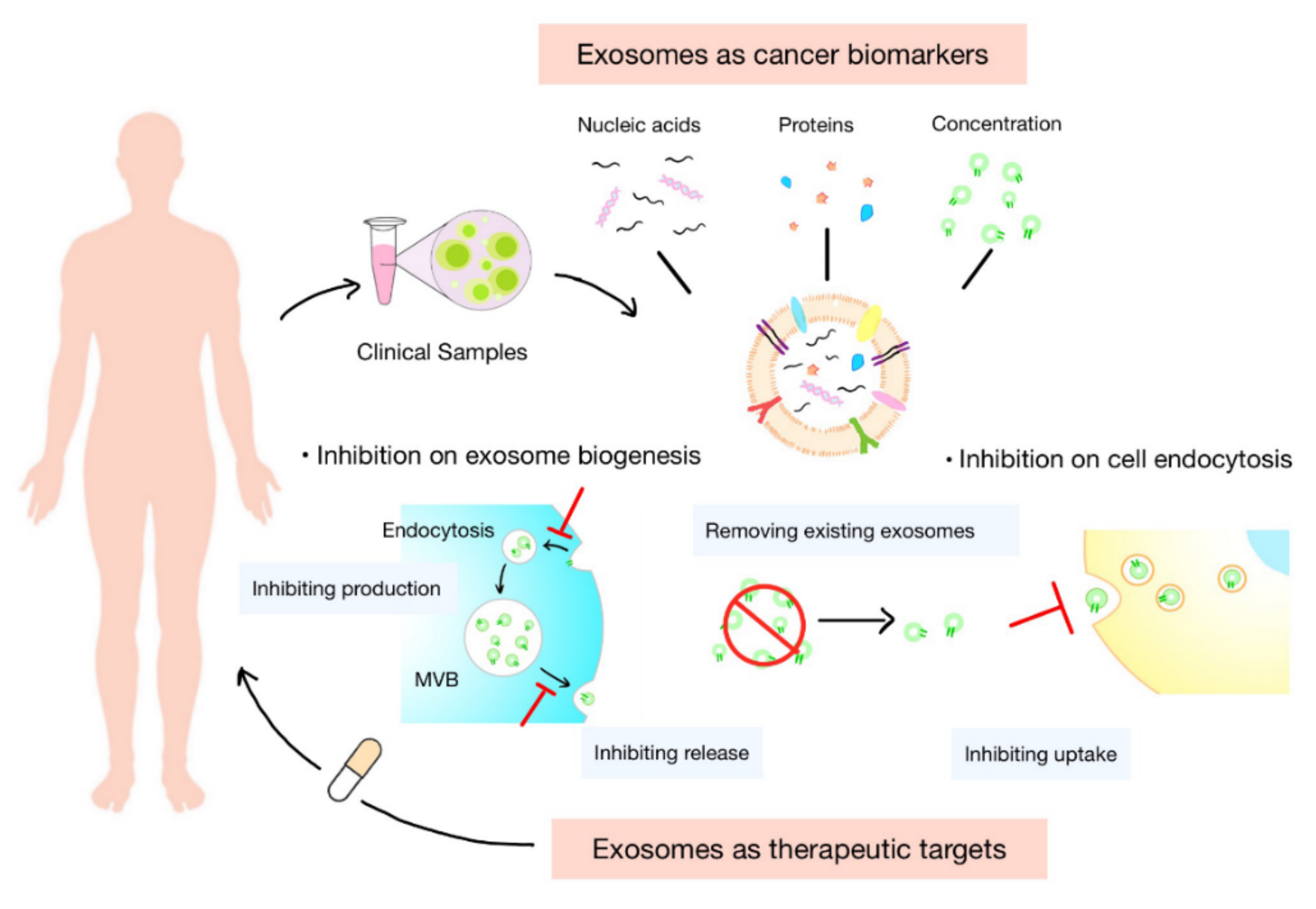 Exosome Mediated Immunosuppression In Tumor Microenvironments