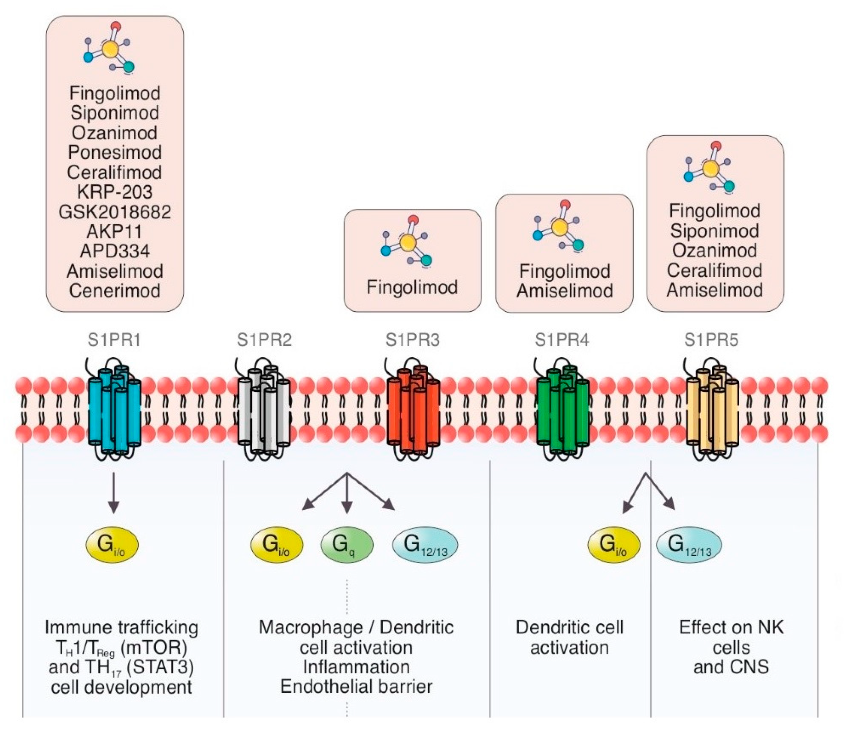 Sphingosine 1 Phosphate And Its Signaling Pathway Modulators