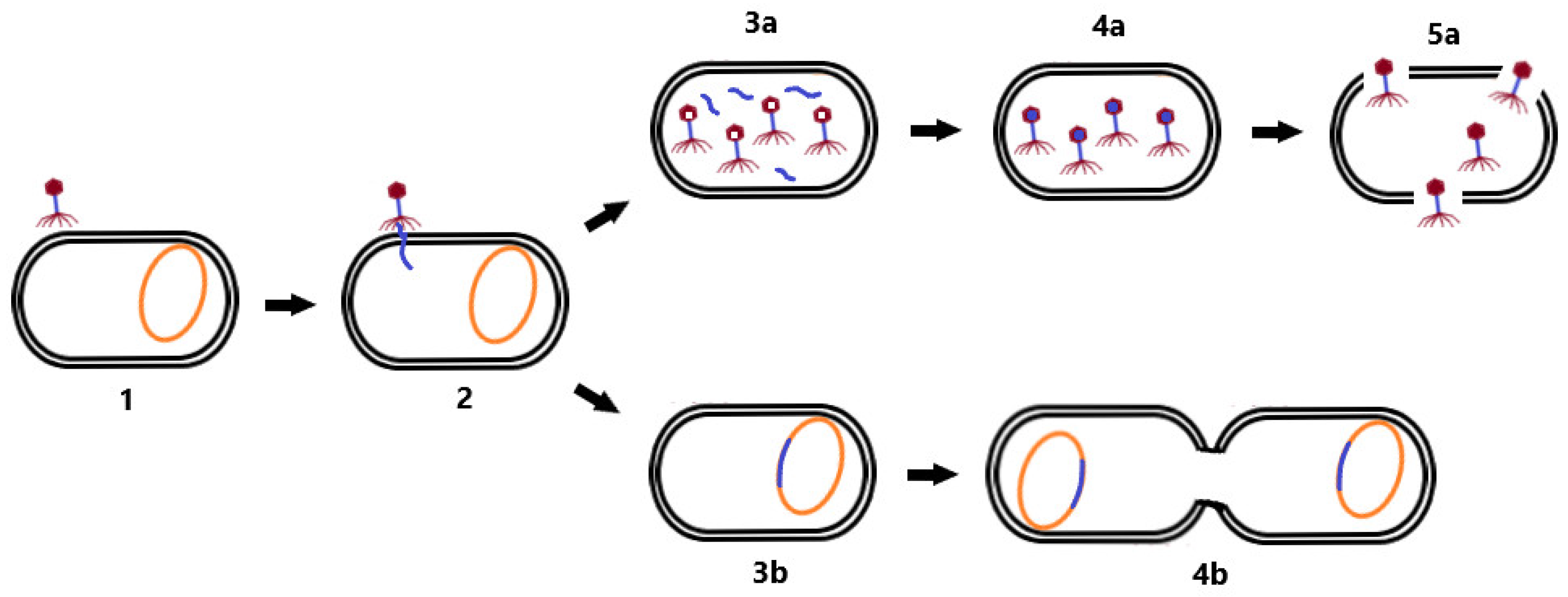 Microorganisms 10 01365 g001