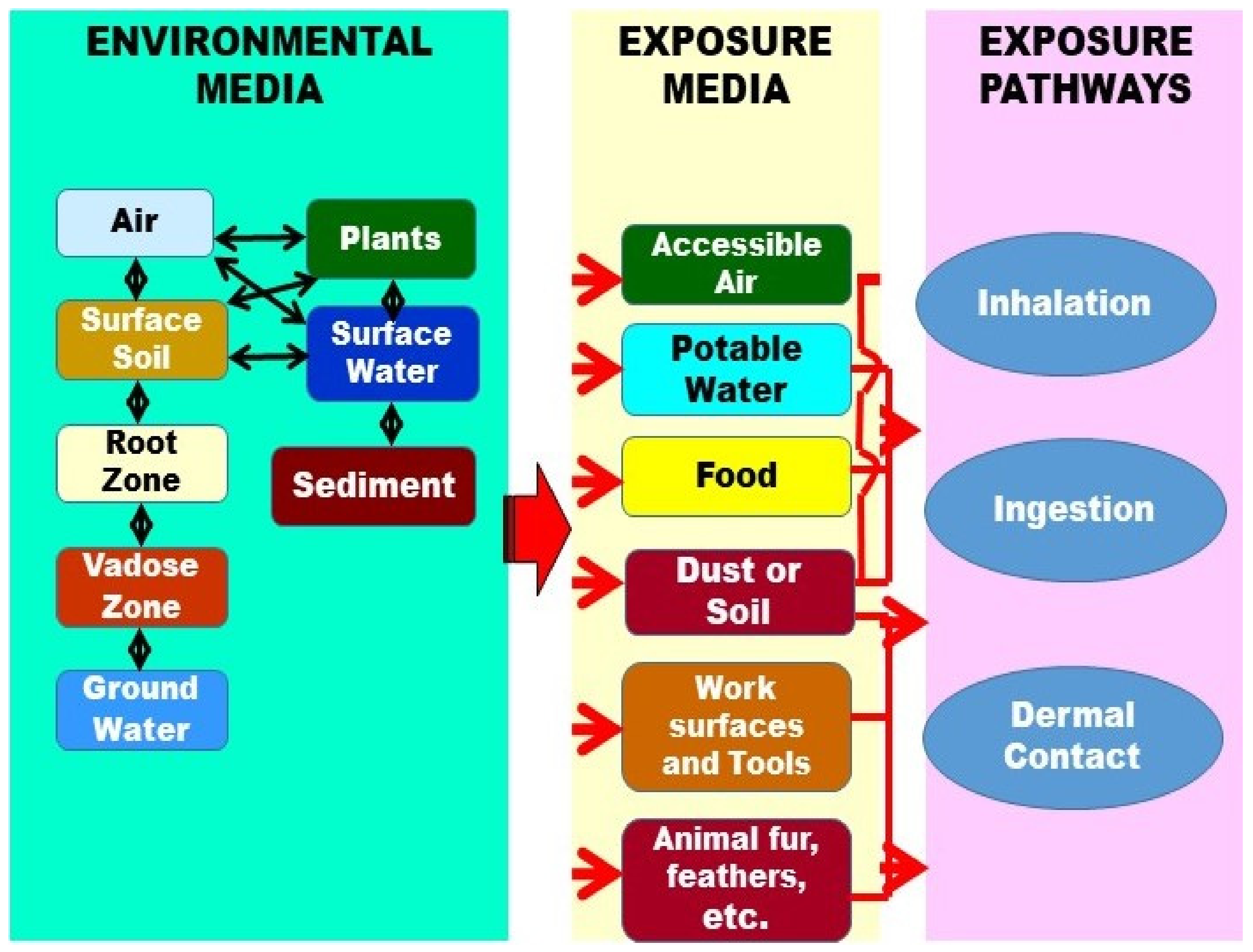 Exposure Routes And Health Risks Associated With Pesticides 