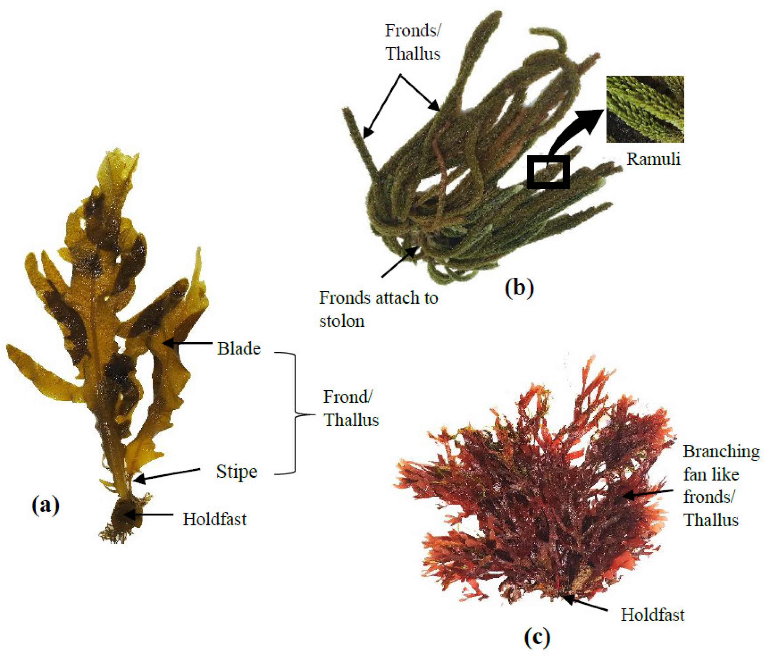 Brown Seaweed Scientific Name Brown Seaweed Scientific Name