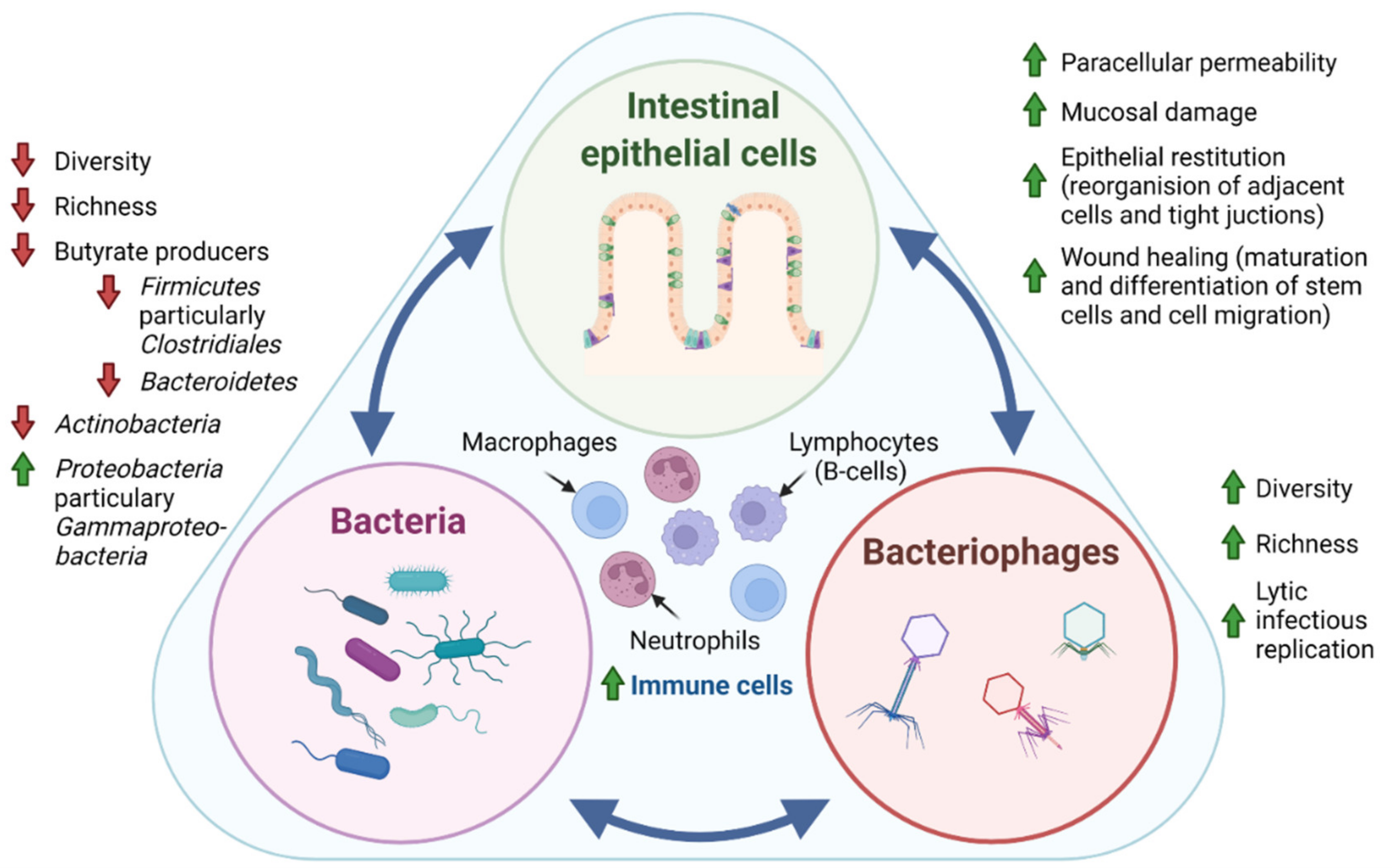 Microbiome In The Pathogenesis Of Inflammatory Bowel Disease