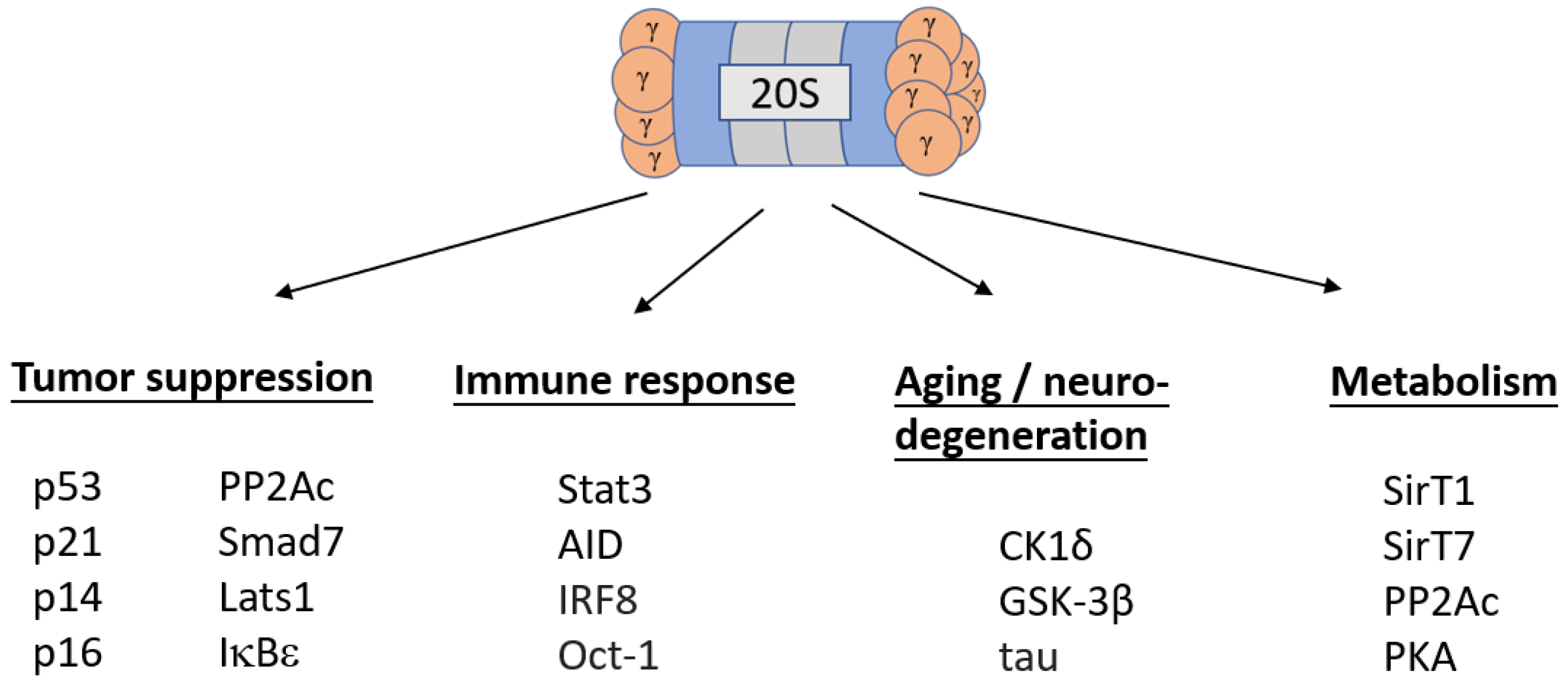 Cells 11 02281 g001