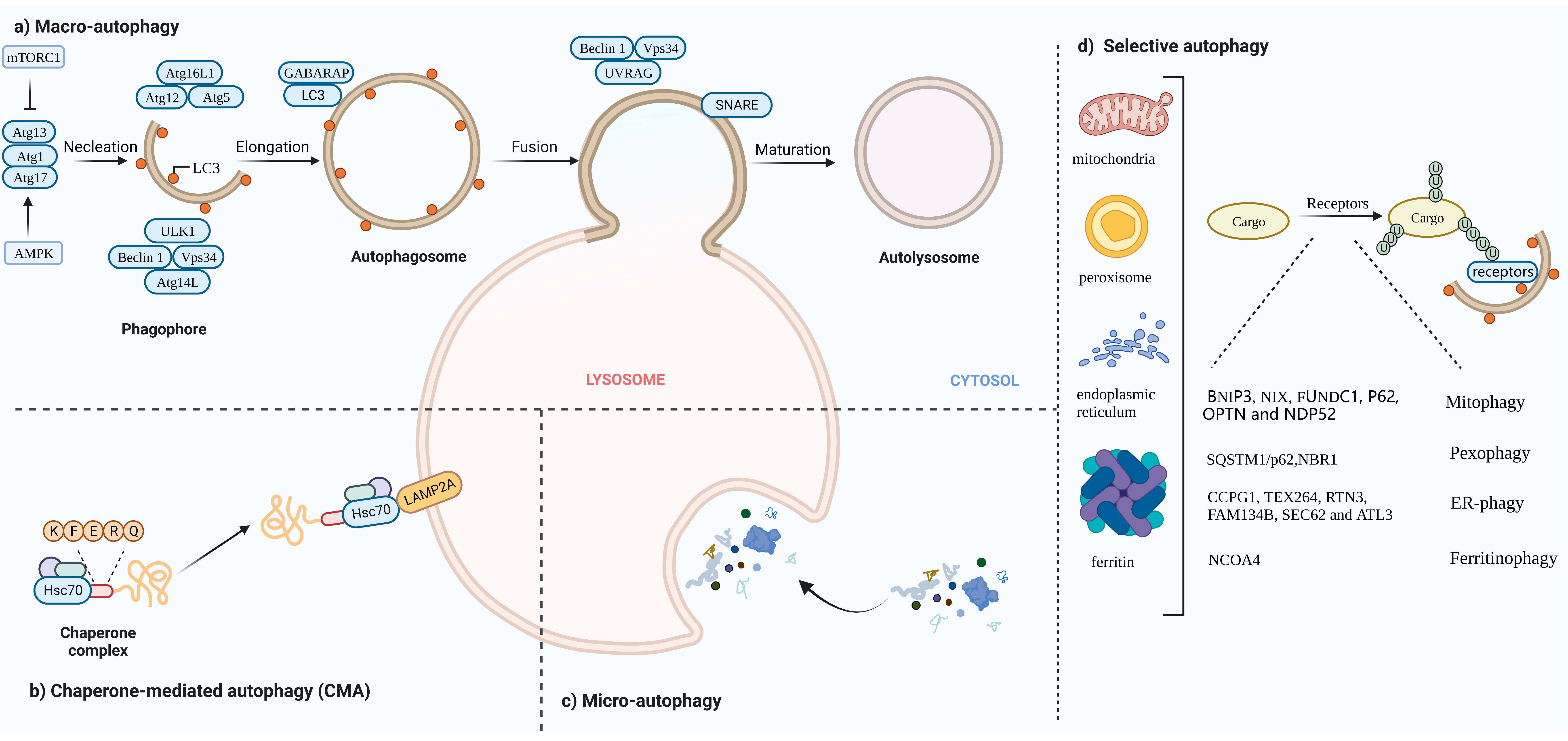 Cells 11 02324 g001